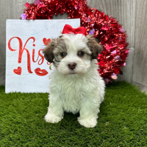 Havanese Puppy Iva