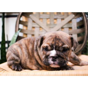 Bulldog Puppy Zeus