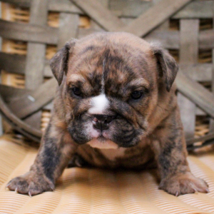 Bulldog Puppy Zeus