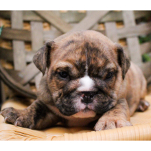 Bulldog Puppy Zeus