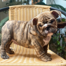 Bulldog Puppy Zeus