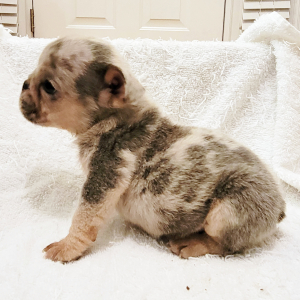 Bulldog Puppy Lil Titus