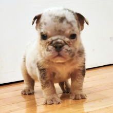 Bulldog Puppy Lil Titus