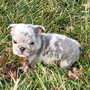 Bulldog Puppy Lil Titus