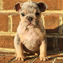 Bulldog Puppy Lil Titus