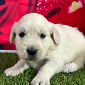 Golden Retriever Puppy Justine