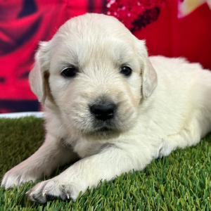 Golden Retriever Puppy Justine