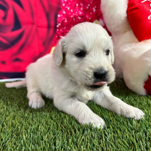 Golden Retriever Puppy Justine