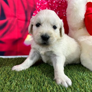 Golden Retriever Puppy Justine
