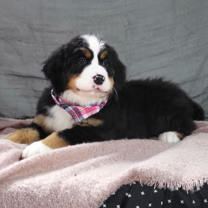 Bernese Mountain Dog Puppy Asher