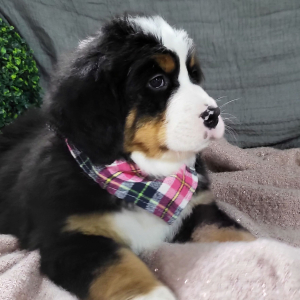 Bernese Mountain Dog Puppy Asher