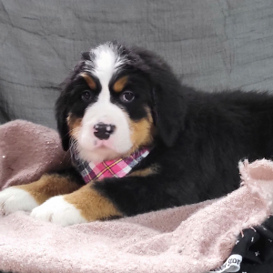 Bernese Mountain Dog Puppy Asher