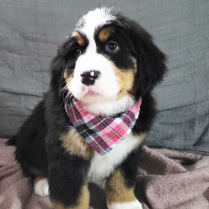 Bernese Mountain Dog Puppy Asher