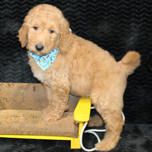 Goldendoodle Puppy Charlie