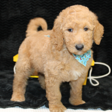 Goldendoodle Puppy Charlie