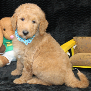 Goldendoodle Puppy Charlie