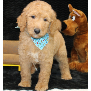 Goldendoodle Puppy Charlie