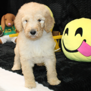 Goldendoodle Puppy Cammy