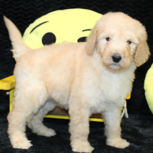 Goldendoodle Puppy Cammy