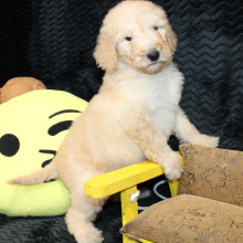 Goldendoodle Puppy Cammy