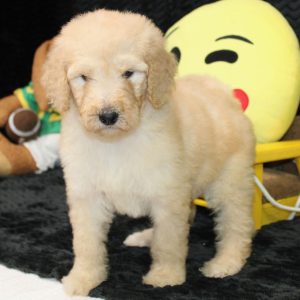 Goldendoodle Puppy Cammy
