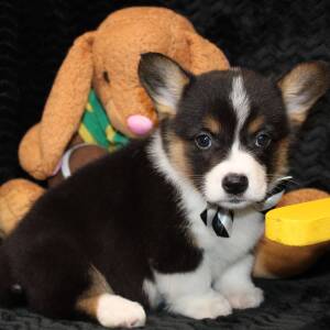 American Corgi Puppy Danger