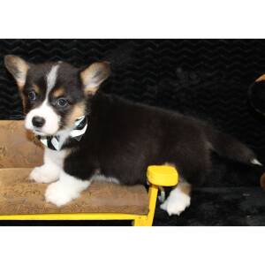 American Corgi Puppy Danger