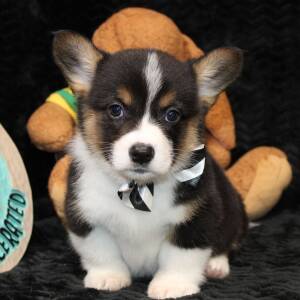 American Corgi Puppy Danger