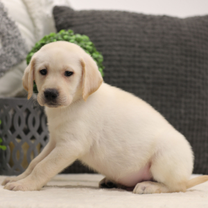 Labrador Retriever Puppy Darwin