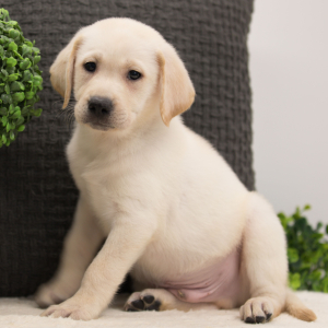 Labrador Retriever Puppy Darwin