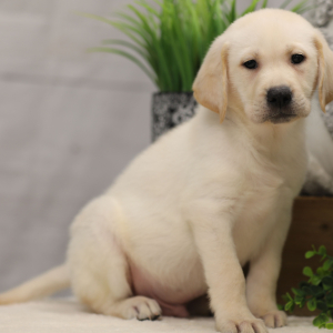 Labrador Retriever Puppy Darwin