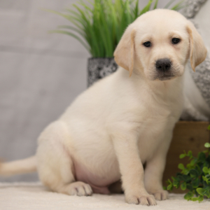 Labrador Retriever Puppy Darwin