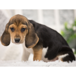 Beagle Puppy Emme