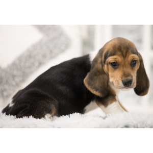 Beagle Puppy Emme