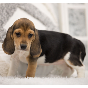 Beagle Puppy Emme
