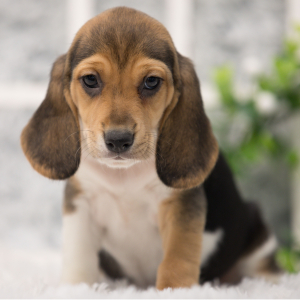 Beagle Puppy Emme