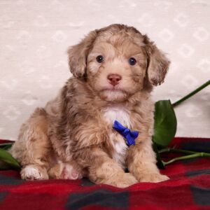 Bichonpoo Puppy Silas