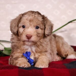 Bichonpoo Puppy Silas
