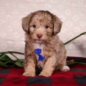 Bichonpoo Puppy Silas