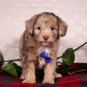 Bichonpoo Puppy Silas