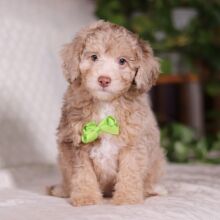 Bichonpoo Puppy Silas