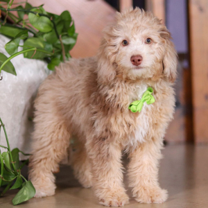 Bichonpoo Puppy Silas