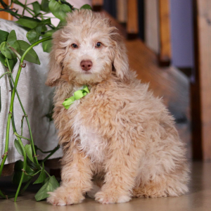 Bichonpoo Puppy Silas