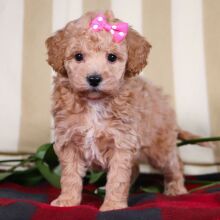 Bichonpoo Puppy Tammy