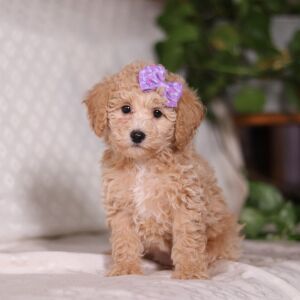 Bichonpoo Puppy Tammy