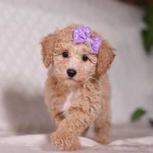 Bichonpoo Puppy Tammy
