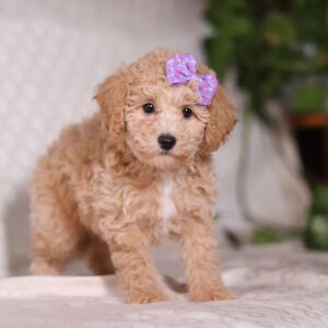 Bichonpoo Puppy Tammy