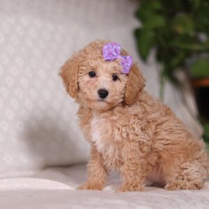 Bichonpoo Puppy Tammy