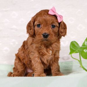 Cavapoo Puppy Whitney