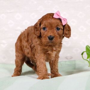 Cavapoo Puppy Whitney
